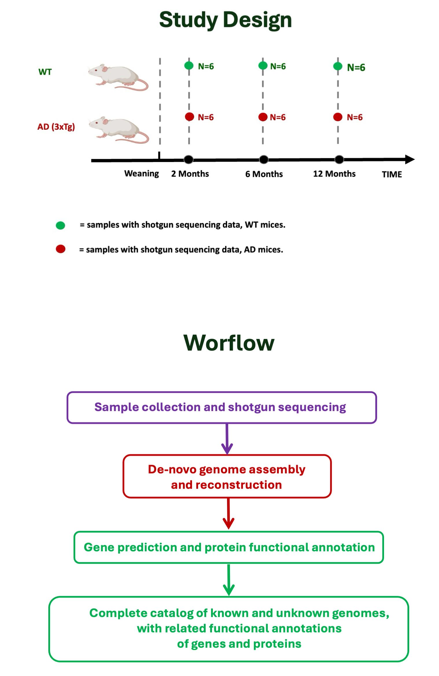 Study Design and Workflow